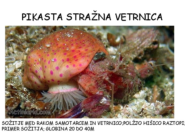 PIKASTA STRAŽNA VETRNICA SOŽITJE MED RAKOM SAMOTARCEM IN VETRNICO; POLŽJO HIŠICO RAZTOPI; PRIMER SOŽITJA; PIKASTA STRAŽNA VETRNICA SOŽITJE MED RAKOM SAMOTARCEM IN VETRNICO; POLŽJO HIŠICO RAZTOPI; PRIMER SOŽITJA;