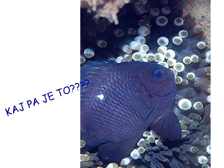 KA A P J T E J ? ? ? O? KA A P J T E J ? ? ? O?