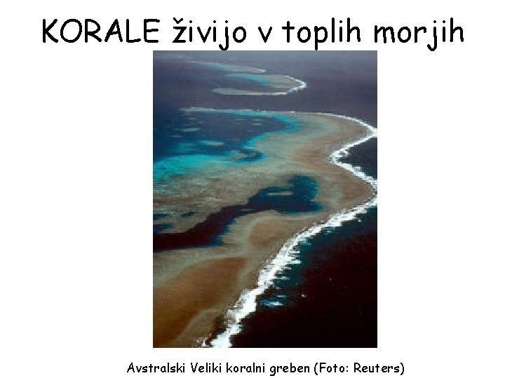 KORALE živijo v toplih morjih Avstralski Veliki koralni greben (Foto: Reuters) KORALE živijo v toplih morjih Avstralski Veliki koralni greben (Foto: Reuters)
