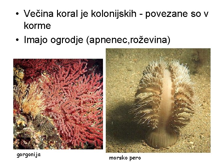 • Večina koral je kolonijskih - povezane so v korme • Imajo ogrodje • Večina koral je kolonijskih - povezane so v korme • Imajo ogrodje