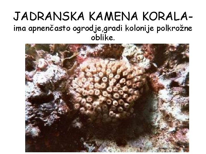JADRANSKA KAMENA KORALAima apnenčasto ogrodje, gradi kolonije polkrožne oblike. JADRANSKA KAMENA KORALAima apnenčasto ogrodje, gradi kolonije polkrožne oblike.