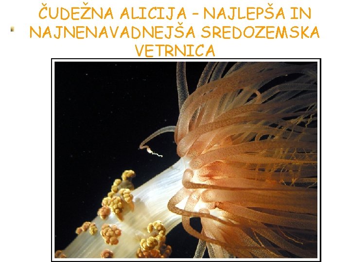 ČUDEŽNA ALICIJA – NAJLEPŠA IN NAJNENAVADNEJŠA SREDOZEMSKA VETRNICA ČUDEŽNA ALICIJA – NAJLEPŠA IN NAJNENAVADNEJŠA SREDOZEMSKA VETRNICA