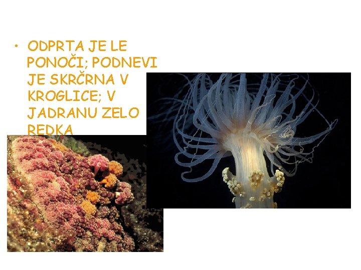 • ODPRTA JE LE PONOČI; PODNEVI JE SKRČRNA V KROGLICE; V JADRANU ZELO • ODPRTA JE LE PONOČI; PODNEVI JE SKRČRNA V KROGLICE; V JADRANU ZELO