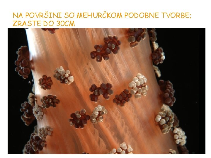 NA POVRŠINI SO MEHURČKOM PODOBNE TVORBE; ZRASTE DO 30 CM NA POVRŠINI SO MEHURČKOM PODOBNE TVORBE; ZRASTE DO 30 CM