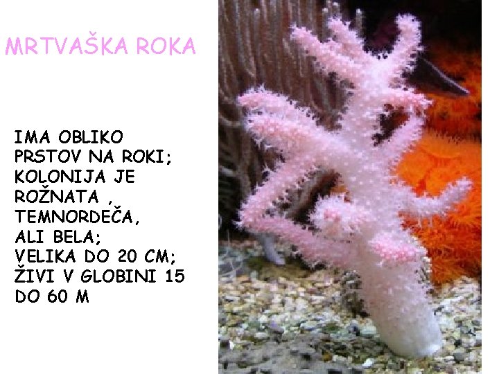 MRTVAŠKA ROKA IMA OBLIKO PRSTOV NA ROKI; KOLONIJA JE ROŽNATA , TEMNORDEČA, ALI BELA; MRTVAŠKA ROKA IMA OBLIKO PRSTOV NA ROKI; KOLONIJA JE ROŽNATA , TEMNORDEČA, ALI BELA;