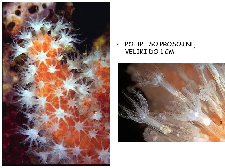 • POLIPI SO PROSOJNI, VELIKI DO 1 CM • POLIPI SO PROSOJNI, VELIKI DO 1 CM