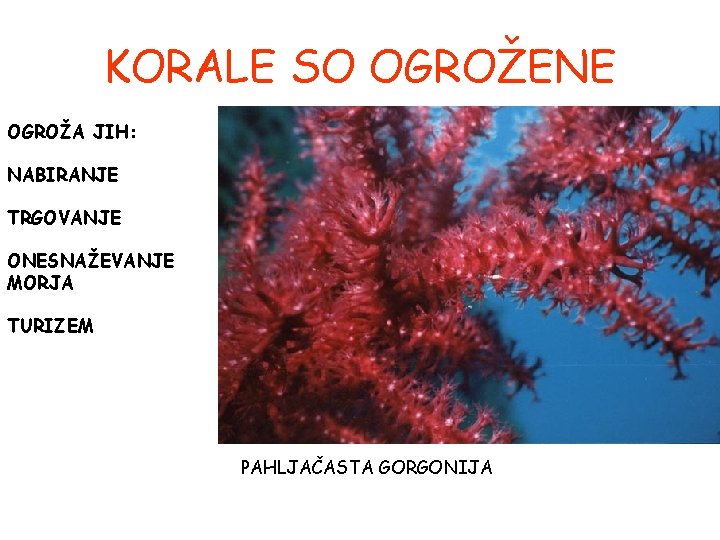 KORALE SO OGROŽENE OGROŽA JIH: NABIRANJE TRGOVANJE ONESNAŽEVANJE MORJA TURIZEM PAHLJAČASTA GORGONIJA KORALE SO OGROŽENE OGROŽA JIH: NABIRANJE TRGOVANJE ONESNAŽEVANJE MORJA TURIZEM PAHLJAČASTA GORGONIJA