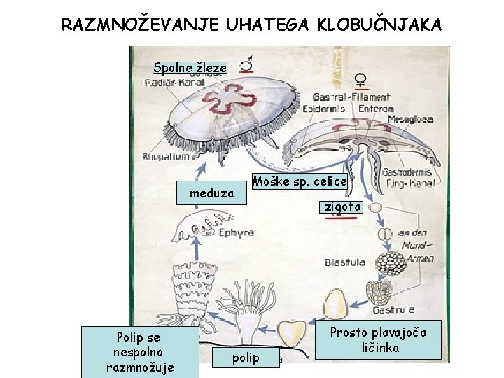 RAZMNOŽEVANJE UHATEGA KLOBUČNJAKA Spolne žleze meduza Polip se nespolno razmnožuje Moške sp. celice polip RAZMNOŽEVANJE UHATEGA KLOBUČNJAKA Spolne žleze meduza Polip se nespolno razmnožuje Moške sp. celice polip