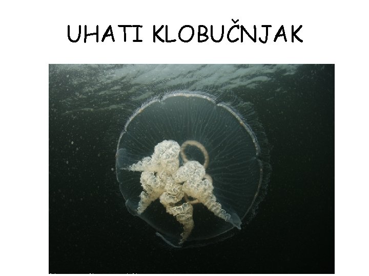 UHATI KLOBUČNJAK UHATI KLOBUČNJAK