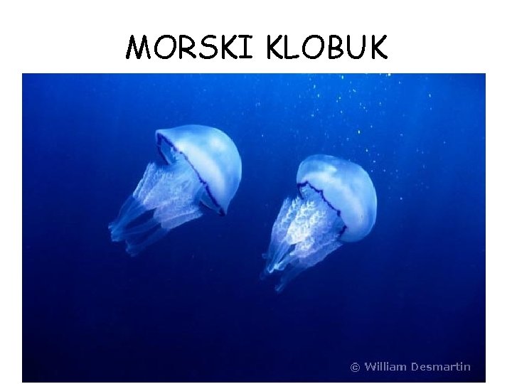 MORSKI KLOBUK MORSKI KLOBUK