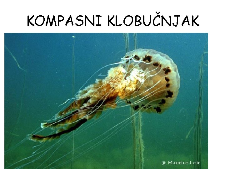 KOMPASNI KLOBUČNJAK KOMPASNI KLOBUČNJAK