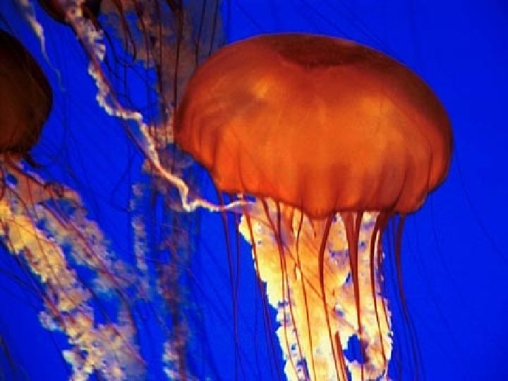 • Meduza • Meduza