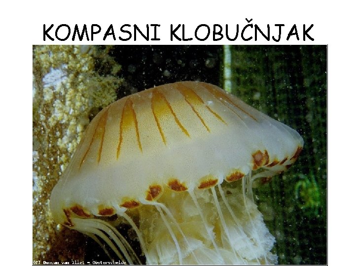 KOMPASNI KLOBUČNJAK KOMPASNI KLOBUČNJAK