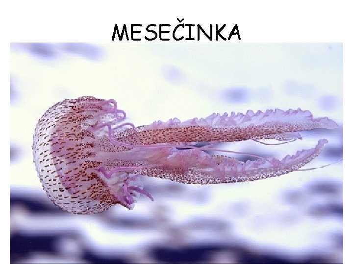 MESEČINKA MESEČINKA