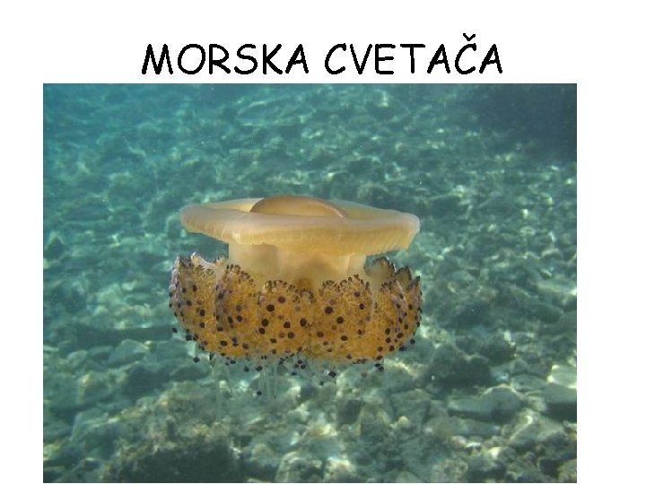 MORSKA CVETAČA MORSKA CVETAČA