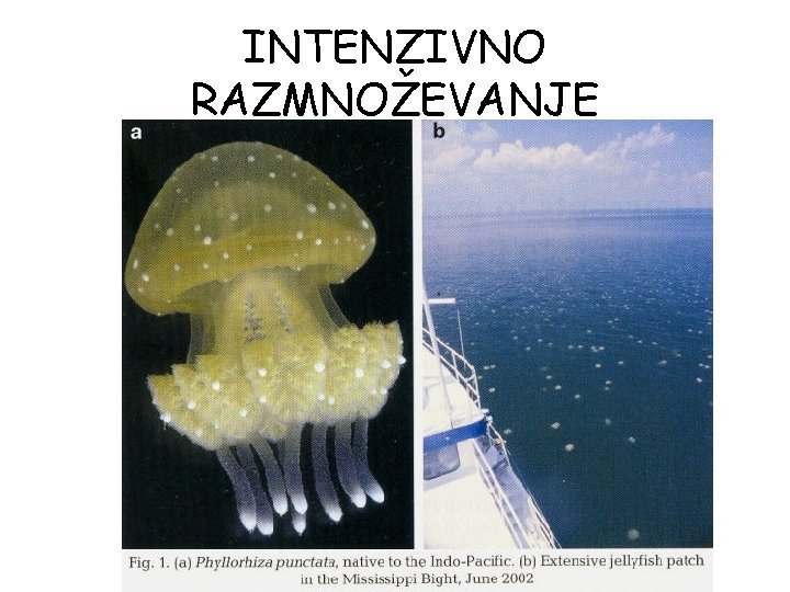 INTENZIVNO RAZMNOŽEVANJE INTENZIVNO RAZMNOŽEVANJE