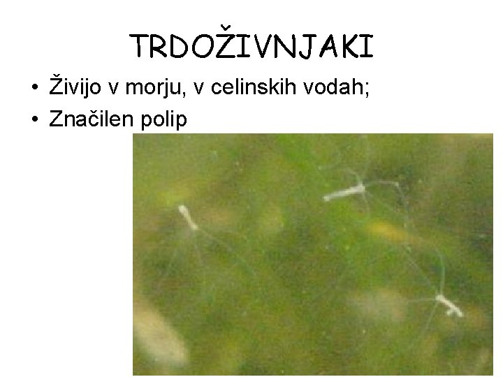 TRDOŽIVNJAKI • Živijo v morju, v celinskih vodah; • Značilen polip TRDOŽIVNJAKI • Živijo v morju, v celinskih vodah; • Značilen polip