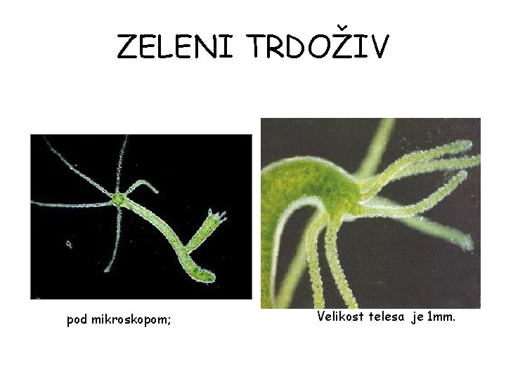 ZELENI TRDOŽIV pod mikroskopom; Velikost telesa je 1 mm. ZELENI TRDOŽIV pod mikroskopom; Velikost telesa je 1 mm.