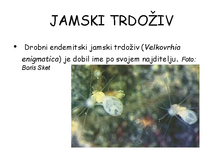 JAMSKI TRDOŽIV • Drobni endemitski jamski trdoživ (Velkovrhia enigmatica) je dobil ime po svojem JAMSKI TRDOŽIV • Drobni endemitski jamski trdoživ (Velkovrhia enigmatica) je dobil ime po svojem