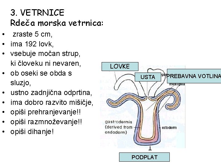 3. VETRNICE Rdeča morska vetrnica: LOVKE USTA PODPLA T • zraste 5 cm, • 3. VETRNICE Rdeča morska vetrnica: LOVKE USTA PODPLA T • zraste 5 cm, •