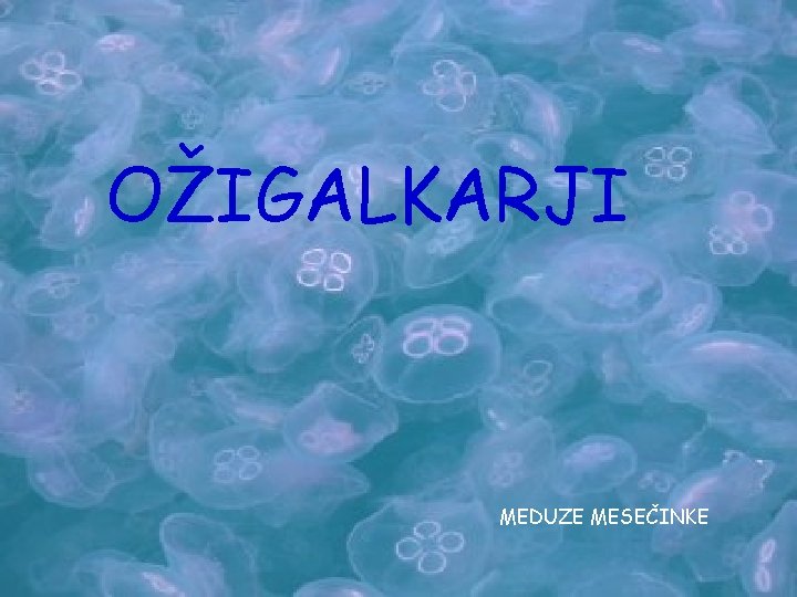 UHATI KLOBUČNJAK OŽIGALKARJI MEDUZE MESEČINKE UHATI KLOBUČNJAK OŽIGALKARJI MEDUZE MESEČINKE