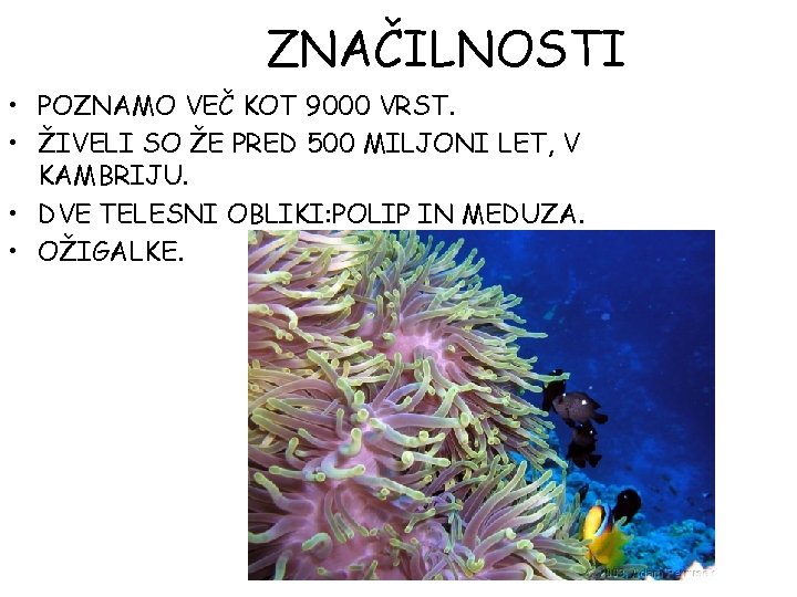 ZNAČILNOSTI • POZNAMO VEČ KOT 9000 VRST. • ŽIVELI SO ŽE PRED 500 MILJONI ZNAČILNOSTI • POZNAMO VEČ KOT 9000 VRST. • ŽIVELI SO ŽE PRED 500 MILJONI