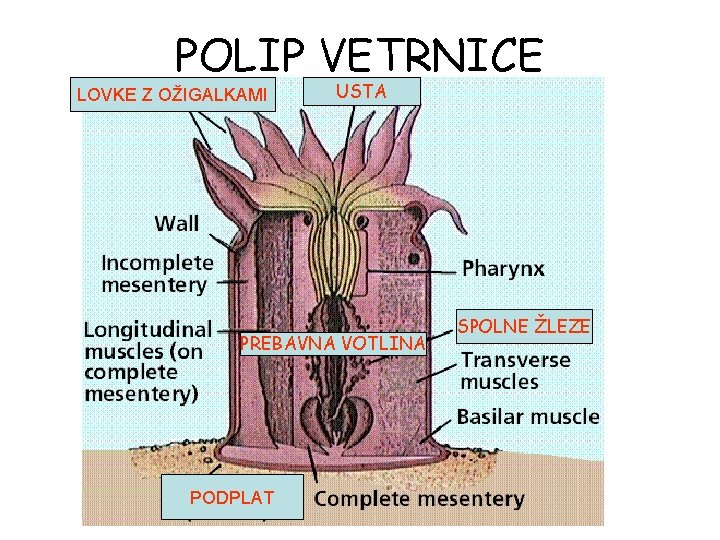 POLIP VETRNICE LOVKE Z OŽIGALKAMI USTA PREBAVNA VOTLINA PODPLAT SPOLNE ŽLEZE POLIP VETRNICE LOVKE Z OŽIGALKAMI USTA PREBAVNA VOTLINA PODPLAT SPOLNE ŽLEZE