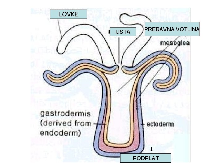 LOVKE PREBAVNA VOTLINA PODPLA T USTA PODPLAT LOVKE PREBAVNA VOTLINA PODPLA T USTA PODPLAT
