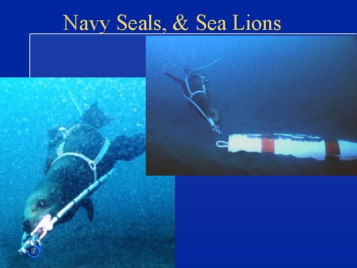 Navy Seals, & Sea Lions 