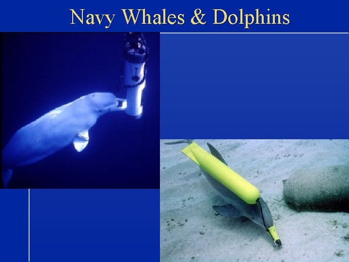 Navy Whales & Dolphins 