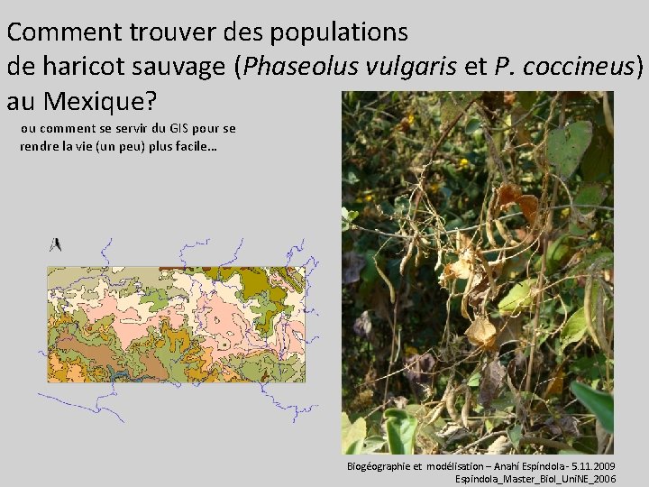 Comment trouver des populations de haricot sauvage (Phaseolus vulgaris et P. coccineus) au Mexique?