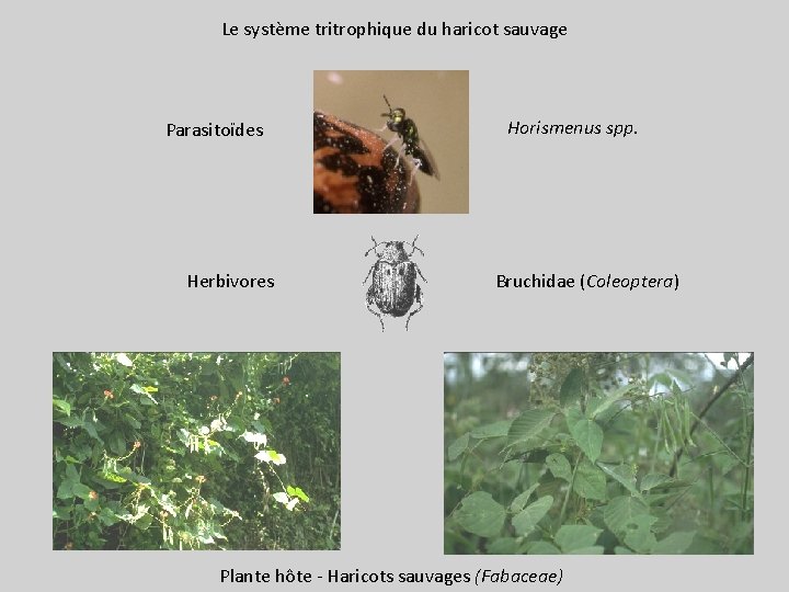 Le système tritrophique du haricot sauvage Parasitoïdes Herbivores Horismenus spp. Bruchidae (Coleoptera) Plante hôte