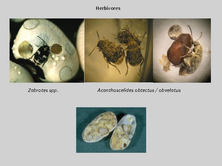 Herbivores Zabrotes spp. Acanthoscelides obtectus / obvelatus 