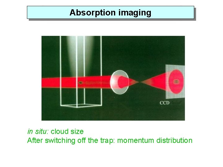 Absorption imaging in situ: cloud size After switching off the trap: momentum distribution 