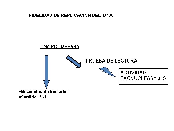 FIDELIDAD DE REPLICACION DEL DNA POLIMERASA PRUEBA DE LECTURA ACTIVIDAD EXONUCLEASA 3’_5’ §Necesidad de
