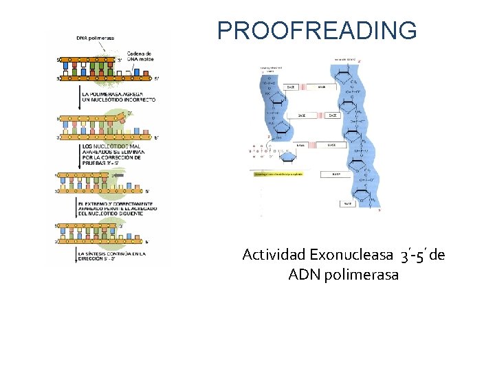 PROOFREADING Actividad Exonucleasa 3’-5’ de ADN polimerasa 