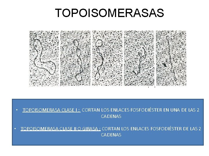 TOPOISOMERASAS • TOPOISOMERASA CLASE I : CORTAN LOS ENLACES FOSFODIÉSTER EN UNA DE LAS