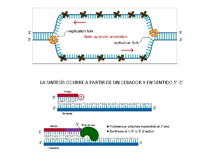 LA SINTESÍS OCURRE A PARTIR DE UN CEBADOR Y EN SENTIDO 5’-3’ 