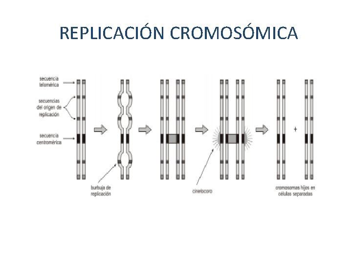 REPLICACIÓN CROMOSÓMICA 