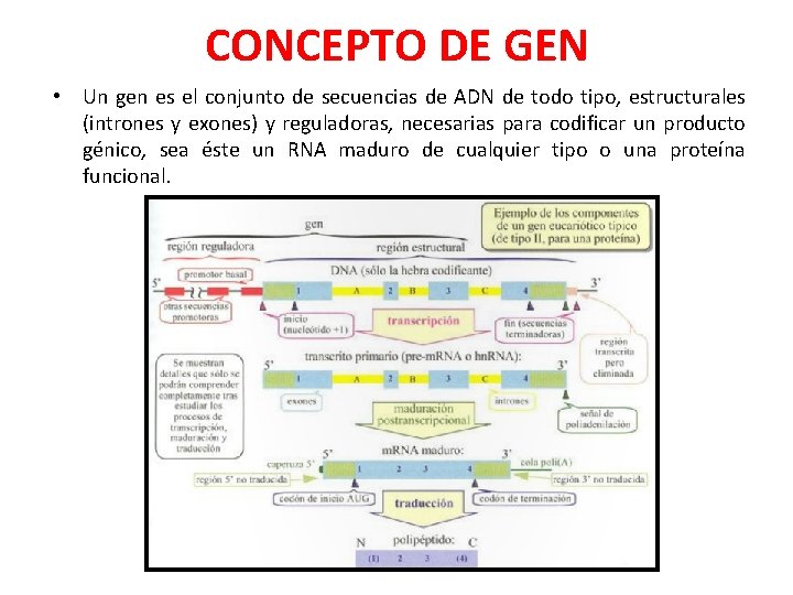 CONCEPTO DE GEN • Un gen es el conjunto de secuencias de ADN de