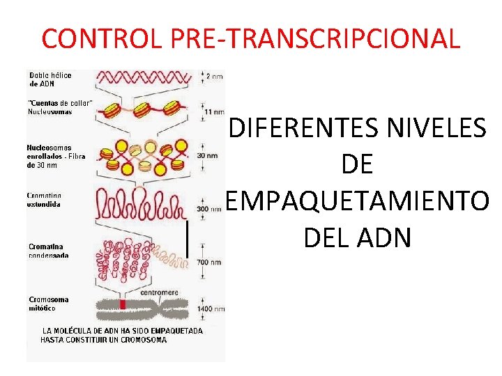 CONTROL PRE-TRANSCRIPCIONAL DIFERENTES NIVELES DE EMPAQUETAMIENTO DEL ADN 