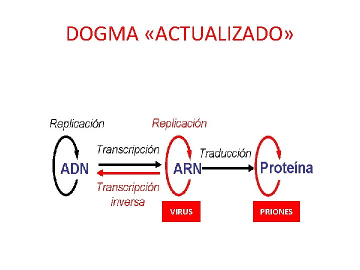 DOGMA «ACTUALIZADO» VIRUS PRIONES 