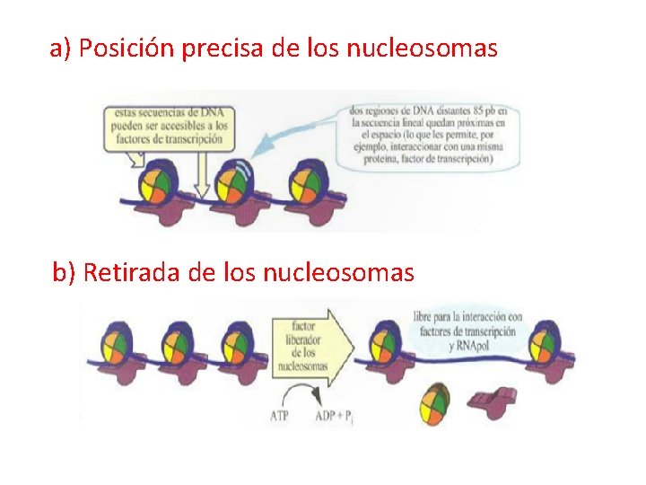 a) Posición precisa de los nucleosomas b) Retirada de los nucleosomas 