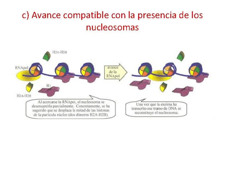 c) Avance compatible con la presencia de los nucleosomas 