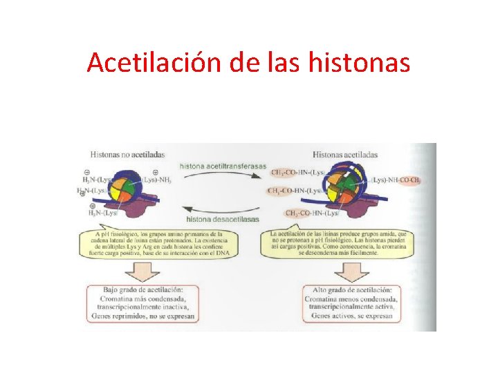 Acetilación de las histonas 