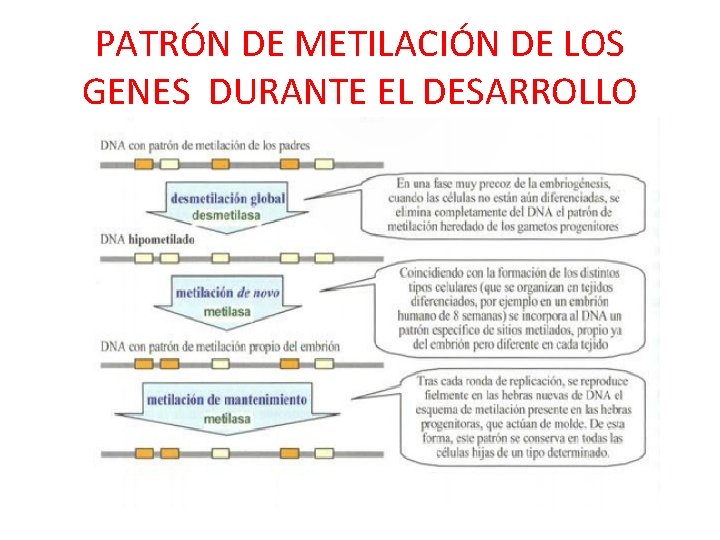 PATRÓN DE METILACIÓN DE LOS GENES DURANTE EL DESARROLLO 