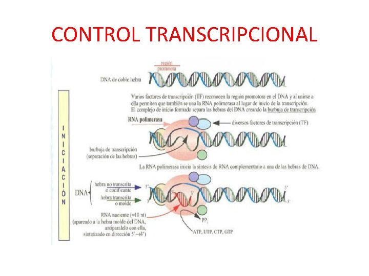 CONTROL TRANSCRIPCIONAL 