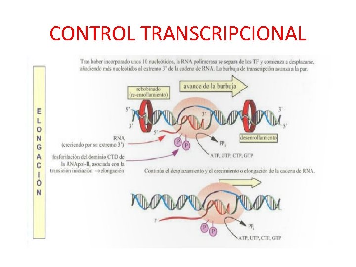 CONTROL TRANSCRIPCIONAL 