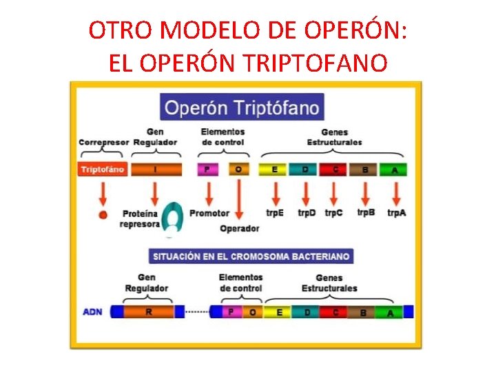 OTRO MODELO DE OPERÓN: EL OPERÓN TRIPTOFANO 