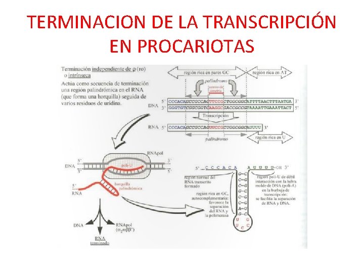 TERMINACION DE LA TRANSCRIPCIÓN EN PROCARIOTAS 